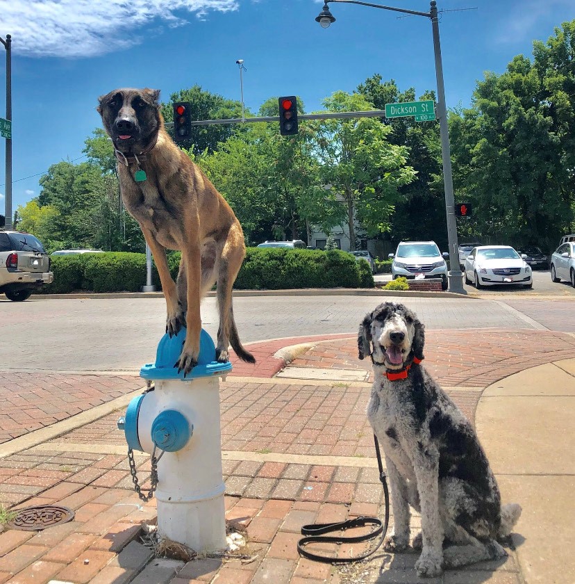 Tip Top K9 Women's Expo With A Cause
